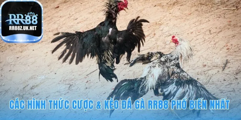 Sảnh đá gà RR88 đa dạng kèo cược từ Meron Wala đến BDD
