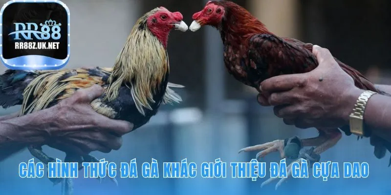 Đá gà cựa dao khác biệt với đá gà cựa sắt ở tốc độ và sát thương