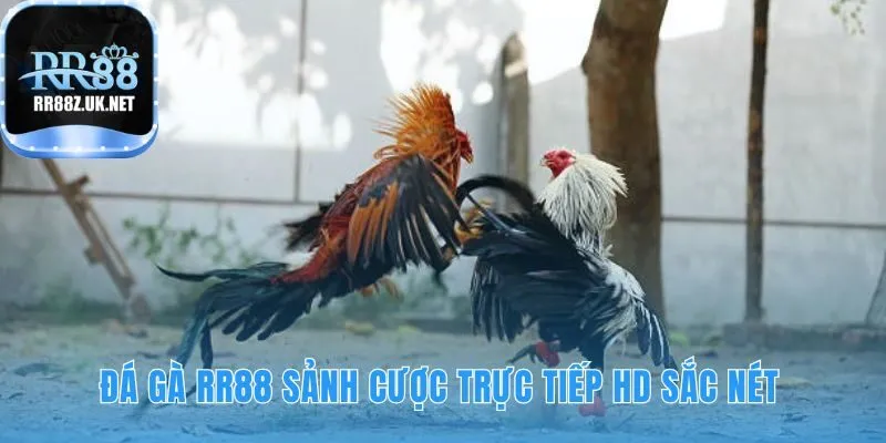 Công nghệ live HD mang lại trải nghiệm xem cược chân thực nhất