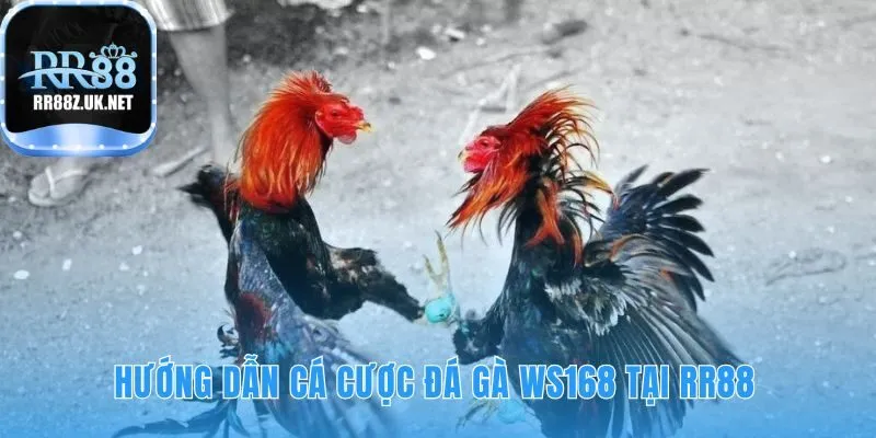 Quy trình cá cược gồm 4 bước đơn giản cho người chơi mới