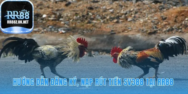 Hướng dẫn 5 bước tham gia sv388 đá gà nhanh chóng đơn giản
