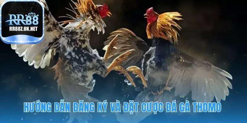 Hướng dẫn đặt cược đá gà thomo với quy trình năm bước đơn giản