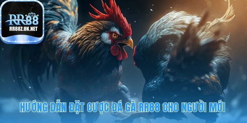 Hướng dẫn đặt cược đá gà RR88 qua 5 bước đơn giản