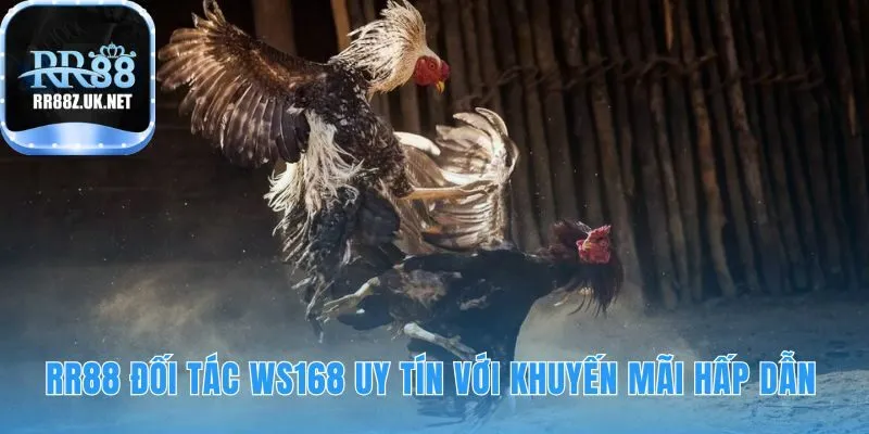 RR88 là đối tác ws168 đá gà với ưu đãi 100% nạp đầu hấp dẫn