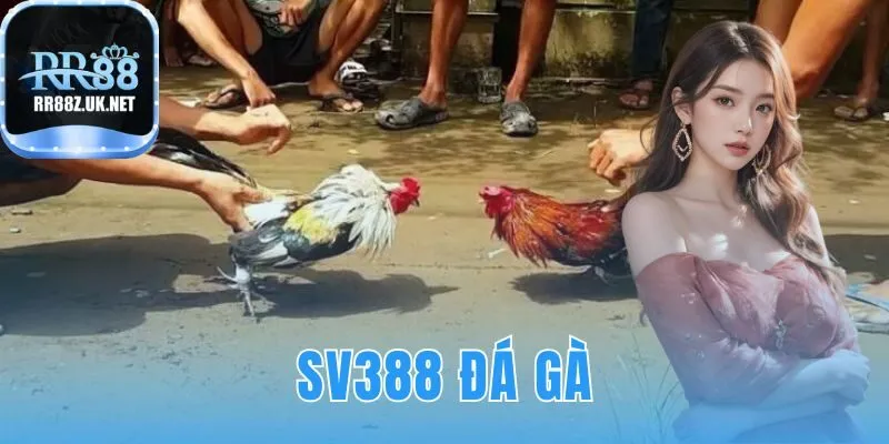 sv388 đá gà