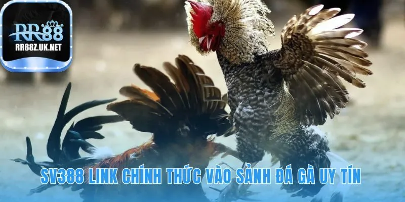Link chính thức SV388 khẳng định RR88 là đối tác ủy quyền