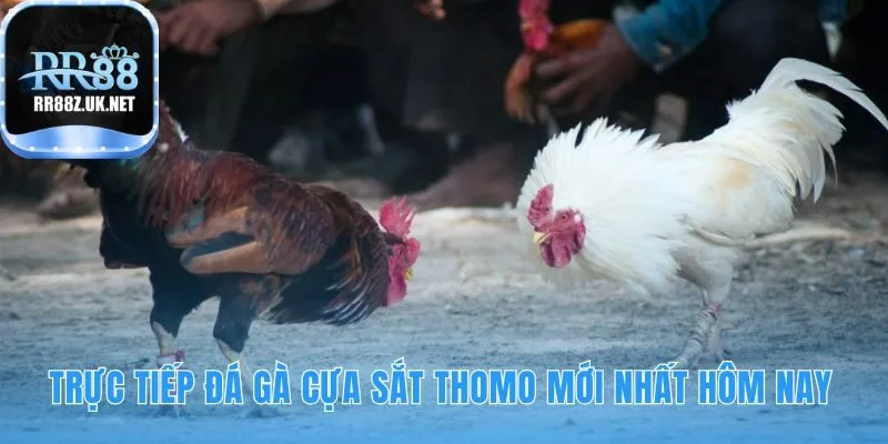 Xem trực tiếp đá gà cựa sắt Thomo cảm nhận không khí rực lửa