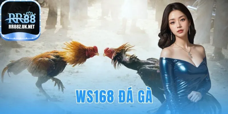 ws168 đá gà